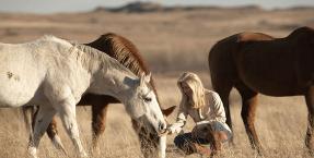 Save the Wild Mustangs
